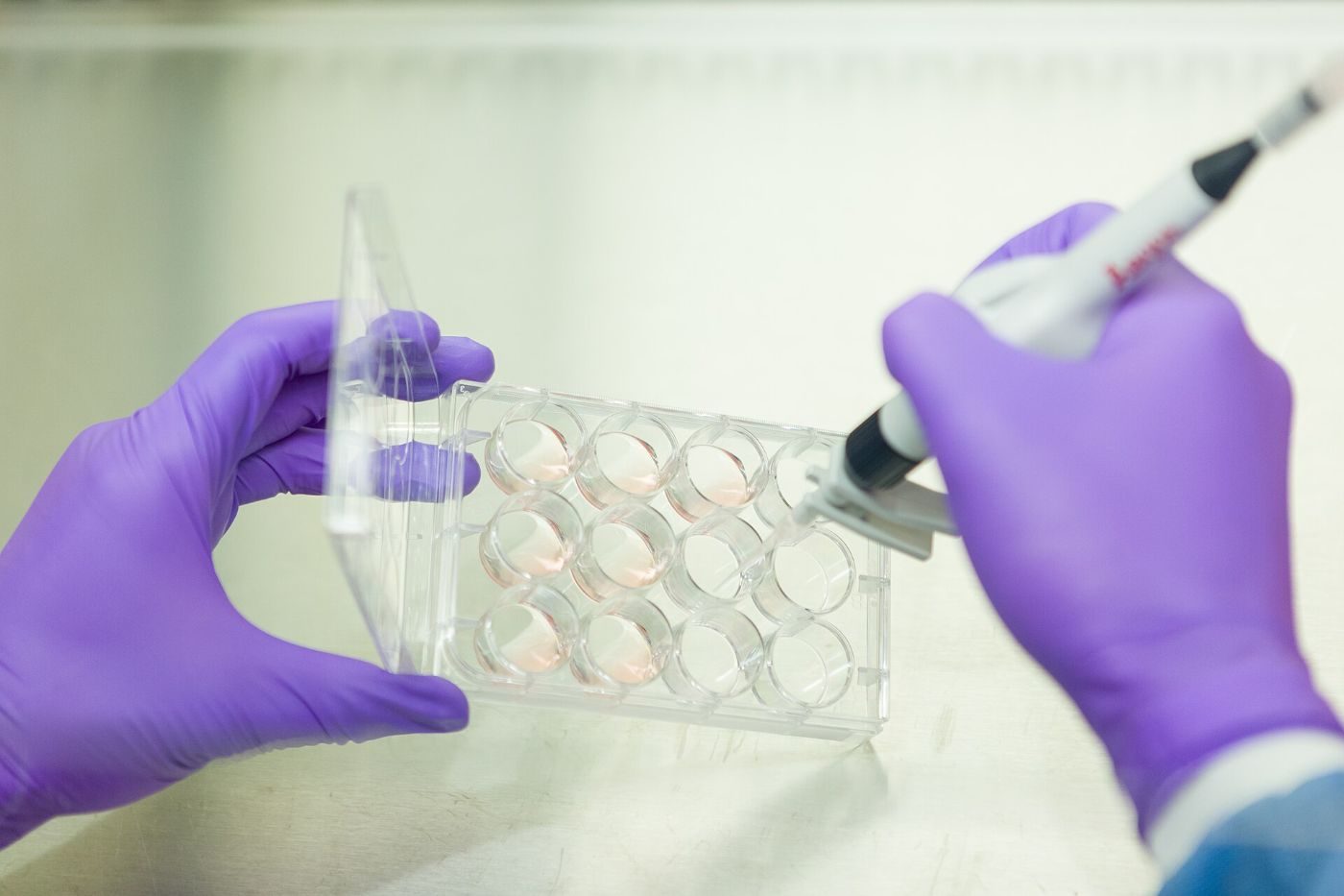 Gloved hands using a pipette to add liquid to a multiwell culture plate