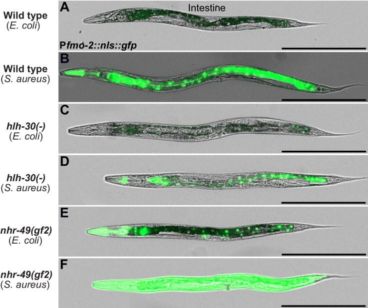 Six microscope images of whole worms; in infected wild-type worms the gut glows bright green