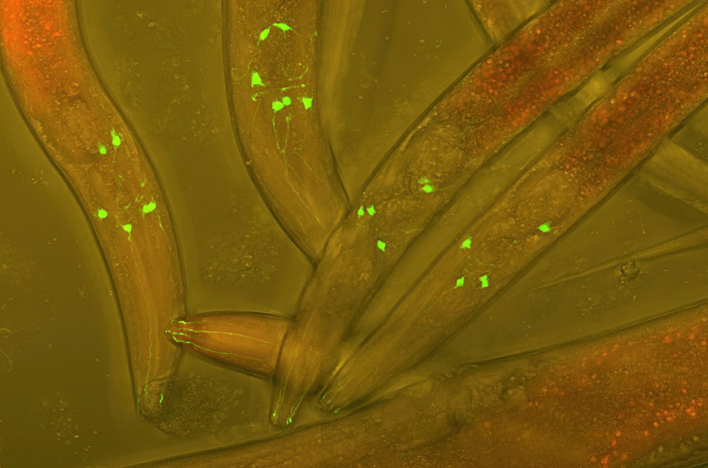 Microscope image of transparent roundworms with glowing green nerve cells
