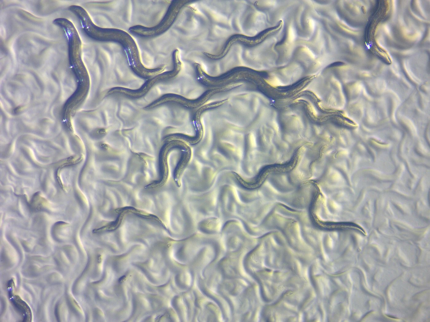 Many small roundworms crawling on the surface of a culture plate